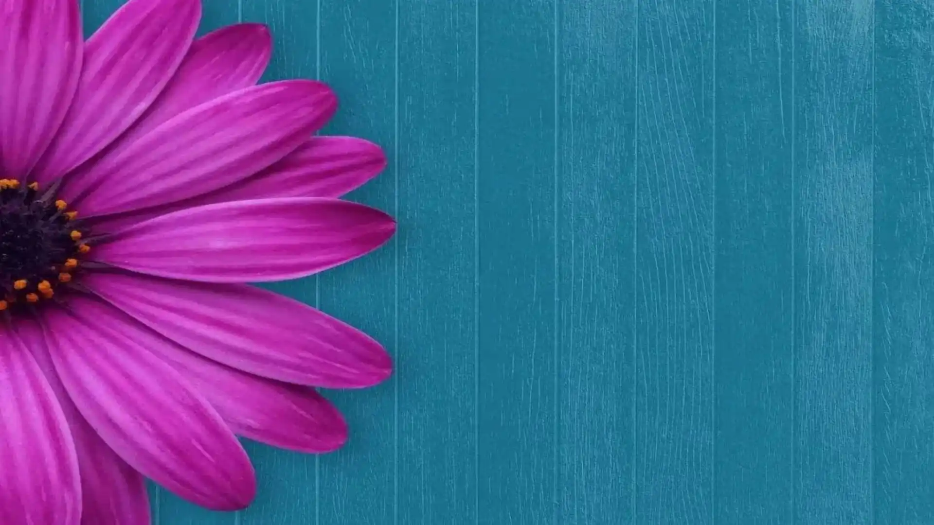 purple-flower-betterlifewithlorin-Home-Page-Image