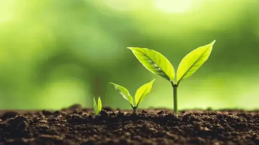 growth